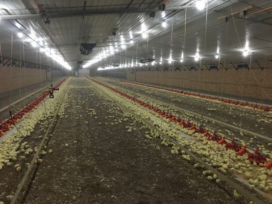 गैल्वेनाइज्ड लाइट स्टील फ्रेम निर्माण पोल्ट्री हाउस चिकन फार्म बोल्ट कनेक्शन